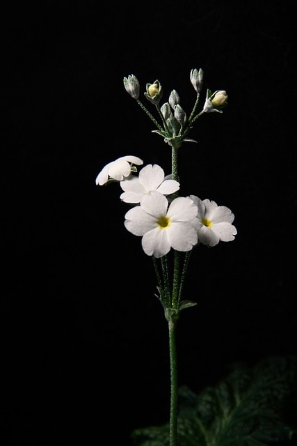 Discover the Best Black Flowers for an Enchanting Garden Display