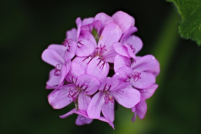 Can You Put Flowers in the Fridge? Tips for Keeping Them Fresh