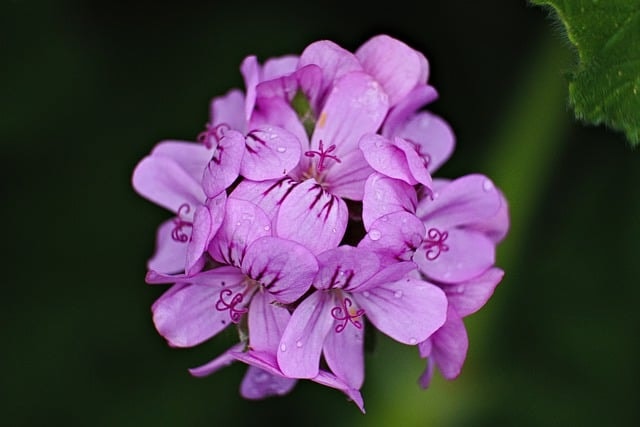 How to Keep Flowers Fresh: Preserving Memories Through Blooms - A Guide to Flower Arrangements