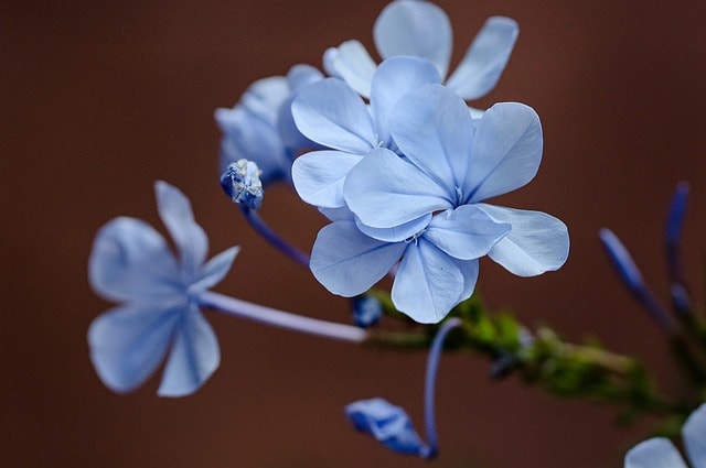 Essential Guide on How to Preserve a Flower: Tips and Techniques