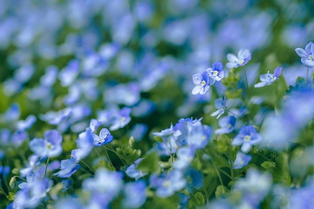 Blue Flowers | The Beauty and Meaning Behind Them