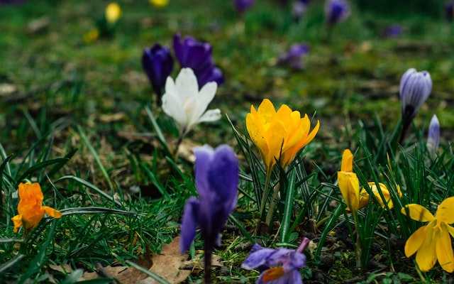 Flowers Blooming On The Ground